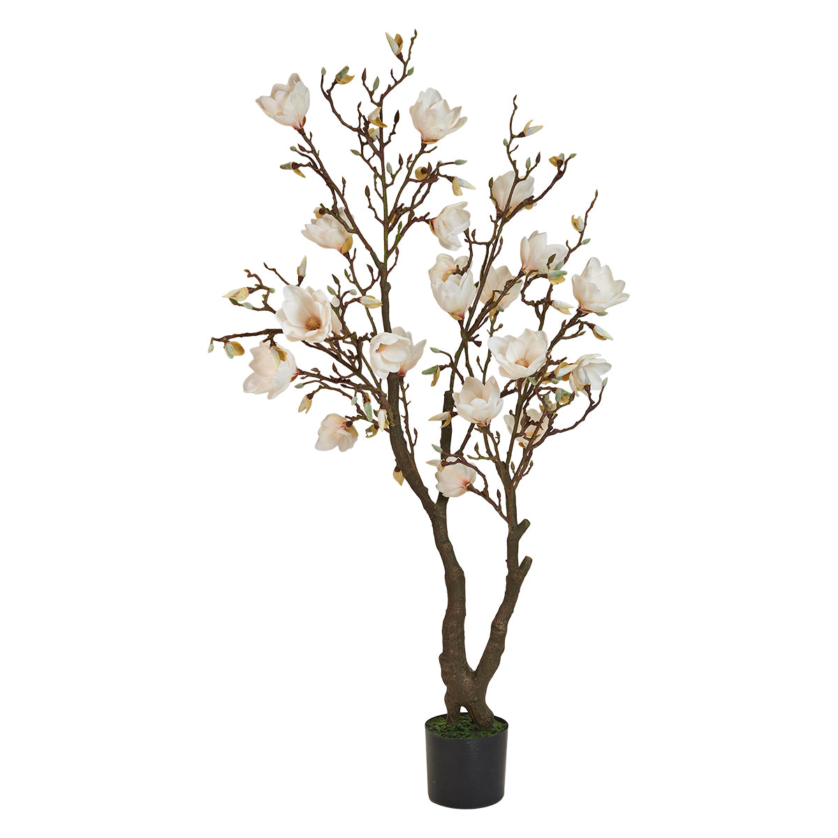 Speedtsberg Magnolia træ 150cm