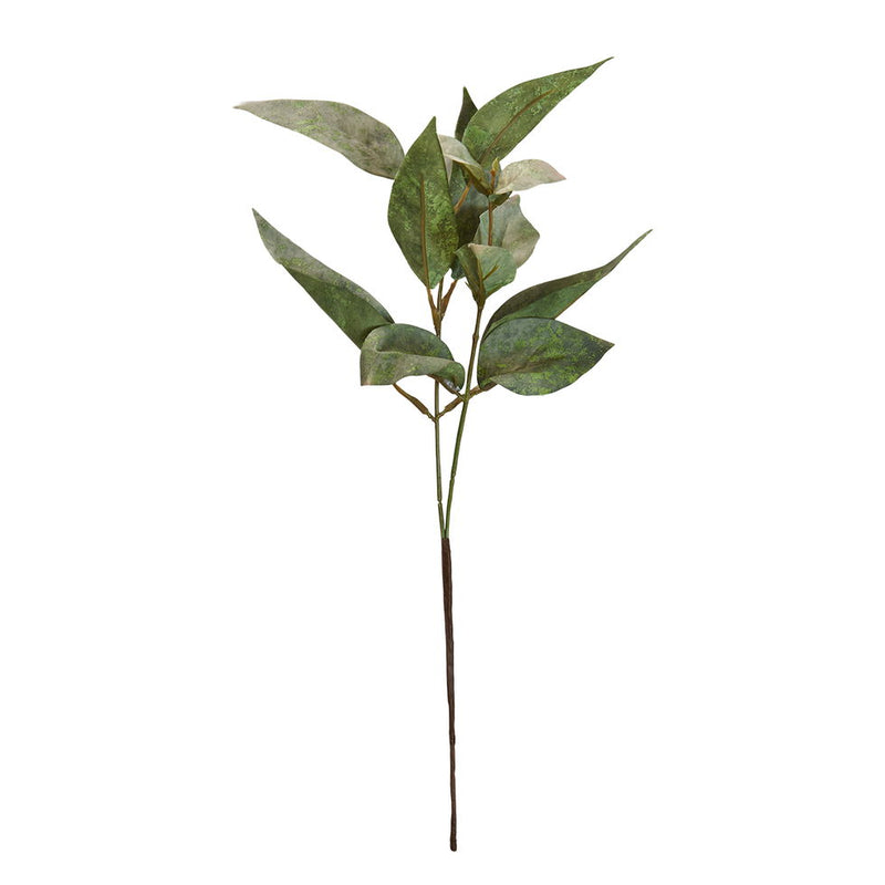 Speedtsberg Eucalyptus stilk 38cm