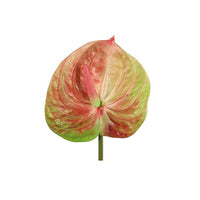 Barbara Anthurium multifarvet 61cm