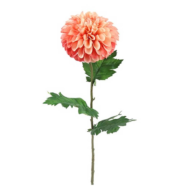 Barbara Dahlia Sart Rosa 75cm