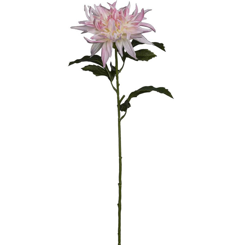 Barbara Dahlia Rosa 65cm