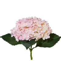 Barbara Hortensia Rosa 53cm