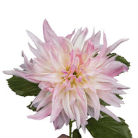 Barbara Dahlia Rosa 65cm