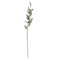 Speedtsberg Lavendel stilk 80cm